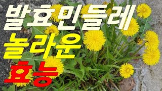 민들레의 놀라운 효능 민들레 효소 만드는 법