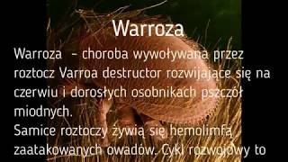 Warroza