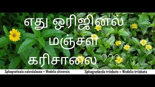 How to identify real Manjal Karisalai or Manjal Karisalankanni எது ஒரிஜினல் மஞ்சள் கரிசாலை???