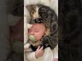 Heartwarming Baby Cuddle Session with a Kitten