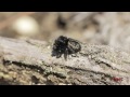 phidippus purpuratus keyserling 1885 worcester co. ma ♂♀