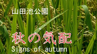 秋の気配　山田池公園　2021　大阪府枚方市　Signs of autumn Yamadaike Park Hirakata City, Osaka Japan