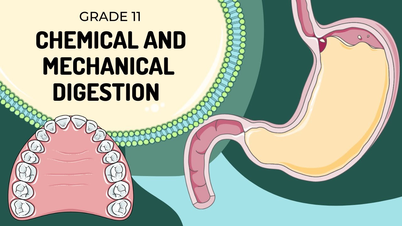 MECHANICAL AND CHEMICAL DIGESTION | Easy To Understand Processes And ...