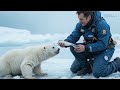 a tiny polar bear cubs trapped in ice floe – heartwarming rescue will melt your heart