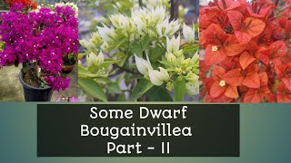 Dwarf Variety Bougainvillea Part -II