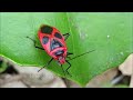 頴娃町千貫平山地の小さな虫たち③産卵🦋🐛🐞南九州市頴娃町千貫平山地🐛2023年5月11～12日small insects in the sengan bira mountains ei cho