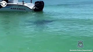 WEB EXTRA: Giant Manta Ray Off Florida Coast