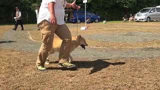 20170910 北海道犬協会 壮犬牡組