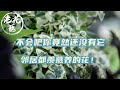 【养花必懂小知识】不会吧，你竟然还没有它？邻居都羡慕养的花！雪莹如何养护？ Tips and tracks for  Xueying.