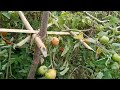 Nafra, West Kaming district, Tomato 🍅 garden