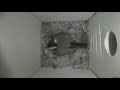 nestbox 20190417 02 00 458 frames with movement