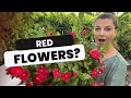 🌺 Windowbox Planting - Using Red Color! 🌺