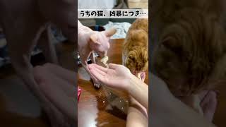 【猫の唸り声】猫って、威嚇でこんなうなり方するんでしたっけ…