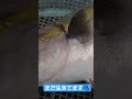 城ヶ崎海岸 富戸 漁 定置網 漁 fish カルパッチョ ワラサ ぶり