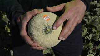 How to pick a ripe rockmelon