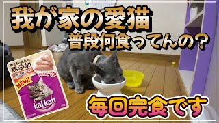 【愛猫お食事事情】我が家のアイドルのお食事を公開！