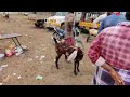 gudur sheeps u0026 goat market our channel subscriber purchased 92 sheeps for meat purpose