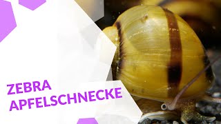 Zebra Apfelschnecke | Asolene spixi | Eine schöne Schnecke für dein Aquarium 🐌