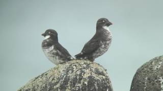 コウミスズメ（2）車窓から（セントポール島） - Least Auklet - Wild Bird - 野鳥 動画図鑑