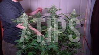 7 IMPORTANT TIPS for GROWING BIG BUDS AND INCREASING YIELDS