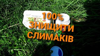 НАДІЙНИЙ і ПЕРЕВІРЕНИЙ МЕТОД БОРОТЬБИ з СЛИМАКАМИ/// ЯК НА 100% ПОЗБУТИСЯ СЛИМАКІВ@МояДачаСадГород