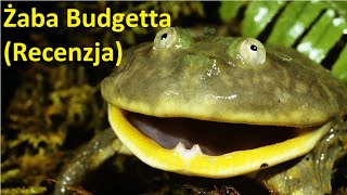 Żaba Budgetta (ciekawostki i recenzja)