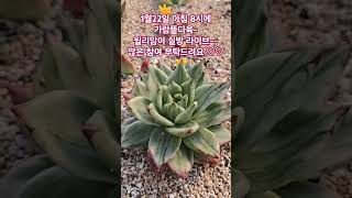 #가람뜰다육 #실방 #라이브# 윌리암다육