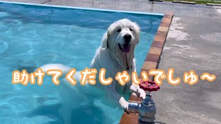 《大きなプールで泳ぎの特訓したよ》 ピレバニ グレートピレニーズ