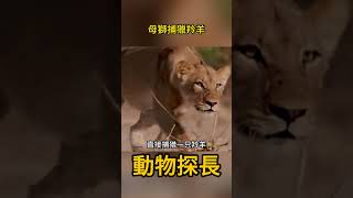 母獅捕獵羚羊，一招拿下、不虧是一個頂級掠食者 #動物世界 #獅子#羚羊