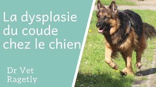 La dysplasie du coude chez le chien