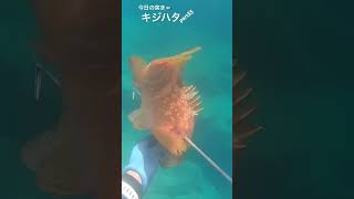 今日の突き　キジハタpart55 #spearfishing #突き #漁 #魚突き #水中銃