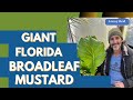 GROWING GIANT MUSTARD and nutritional benefits