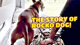 Van Life Dog Edition - The Amazing Story Of Rocko The Van Dwelling Dog - Traveling With Pets