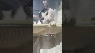 日向ぼっこ🌞#猫のいる暮らし #猫 #猫動画 #猫のいる生活 #猫好き #猫との暮らし #ねこ #ねこのいる生活 #ねこ動画 #ねこ部 #ねこ好き #catshorts #保護猫 #cat