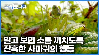 기괴하고 소름끼치도록 잔혹한 사마귀의 행동｜다큐프라임｜#골라듄다큐