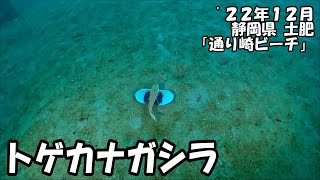 トゲカナガシラ（’２２年１２月　静岡県土肥）