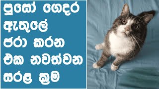 How To Avoid Cat Poop In The House Sinhala