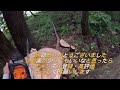 【伐倒】杉の木を切る。手元動画になります！ 長野県 伐倒 ご安全に