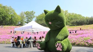 불암산 나비정원.철쭉동산 (서울 노원구) 2024.04.25(목)가족제공사진 🦋/ 🐱