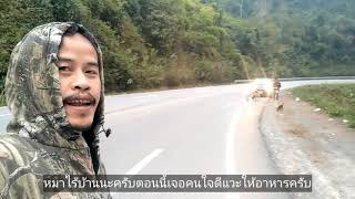 Happy​ Hippie​life​ Ep.4​ รีวิวทางหลวง​ 1095​ แม่มาลัย​ -​ ปาย