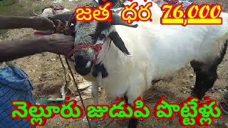 NELLORE JUDUPI BIGGEST RAMS 81791 64284