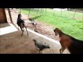 ana herding the goats