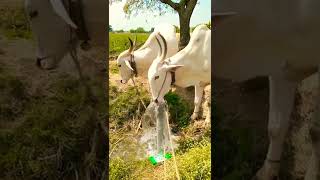 Drink Water 🤩/बैल जोडी