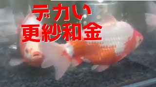 #金魚専門店カハラ　巨大金魚　更紗和金　wakin　goldfish tank