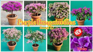 Purple Bougainvillea Variety (Golden Sunshine, Sufia Indiana, Adarna, Citra, Multi Color, Splash)