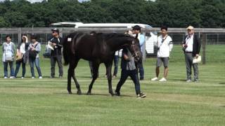 7サマーハの16 シルク募集馬ツアー(2)