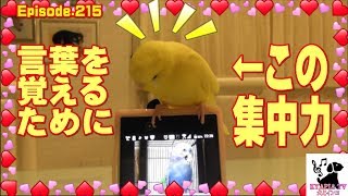 セキセイインコの知能　おしゃべりインコのぴーちゃん215 Learning budgerigar