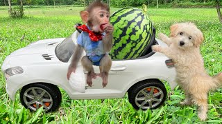 Baby monkey Bim Bim goes to harvest fruit on the farm