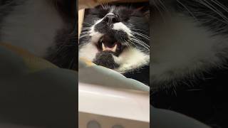 ハチワレ猫といないいないばあ😸tuxedo-catざきお【猫動画】