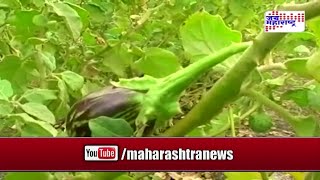 Sheti Mitra - Agriculture with a Natural Fertilizer